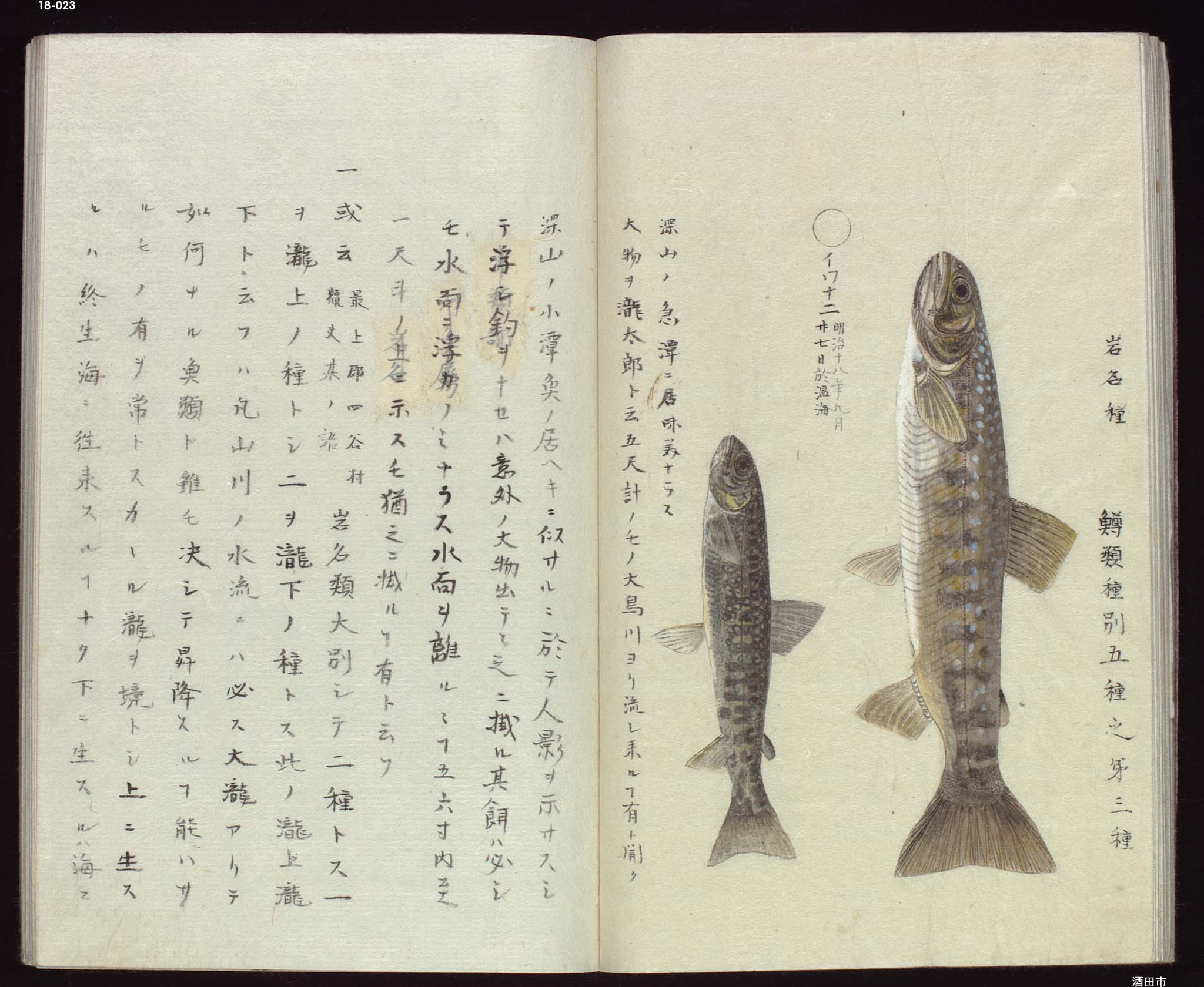 外洋魚:その正体、特徴と例